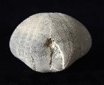 Micraster glyphus SCHLTER 1869 - Bild © FossNet FossilienStore